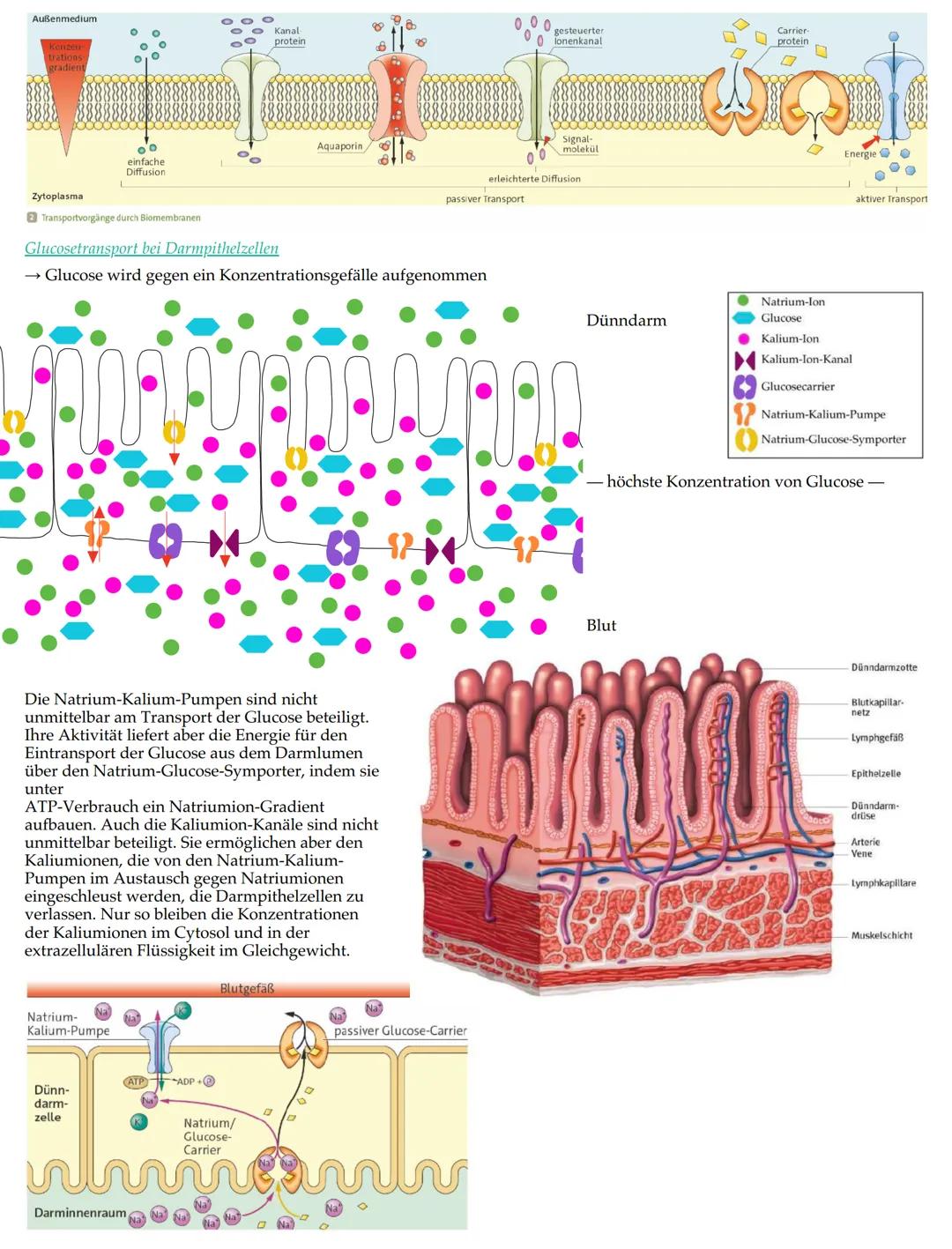 # Merkmale der Lebewesen

• Wachstum

• Fortpflanzung

• Bewegung

• Ernährung

• Stoffwechsel

• Ausscheidung

• Reizbarkeit

• (Lebewesen)