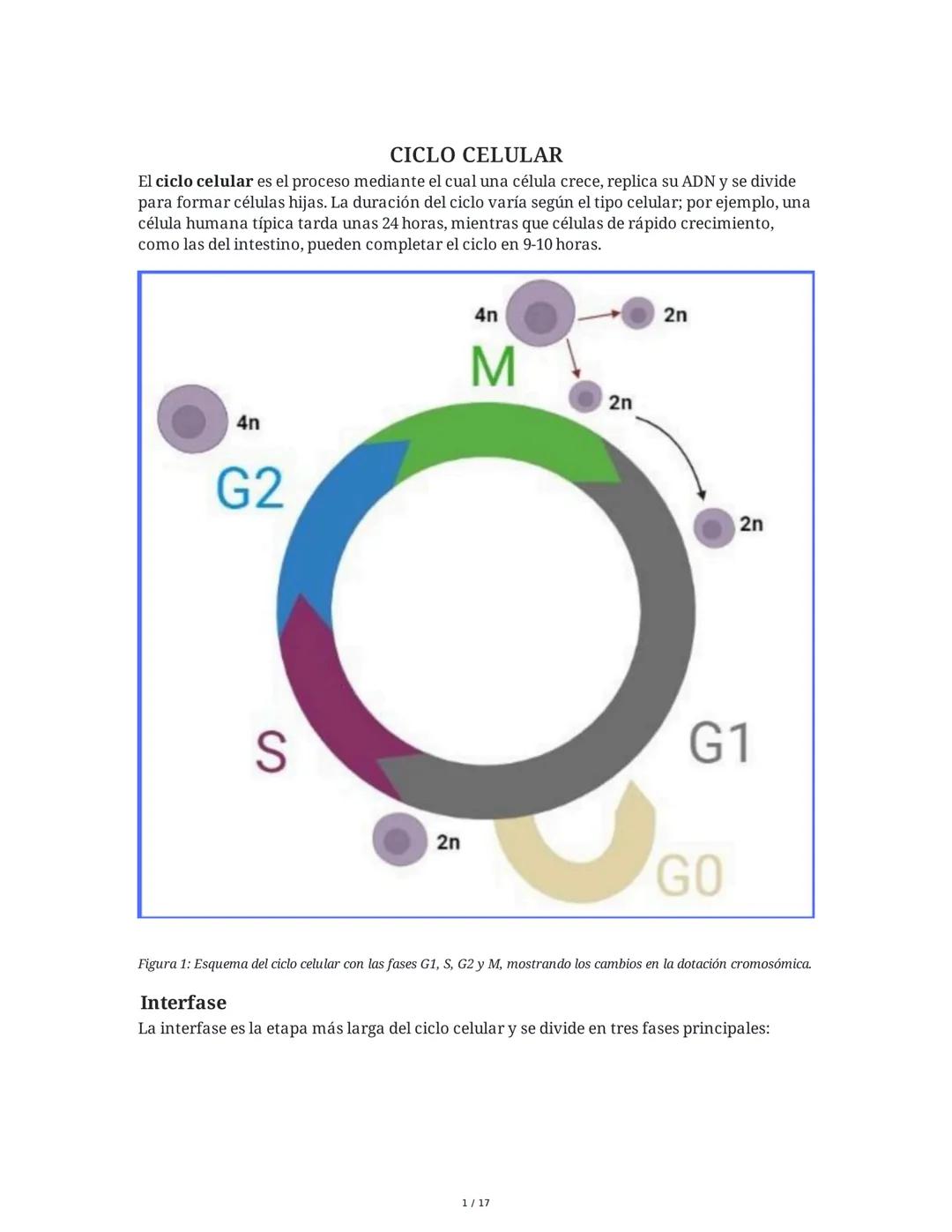 CICLO CELULAR
El ciclo celular es el proceso mediante el cual una célula crece, replica su ADN y se divide
para formar células hijas. La dur