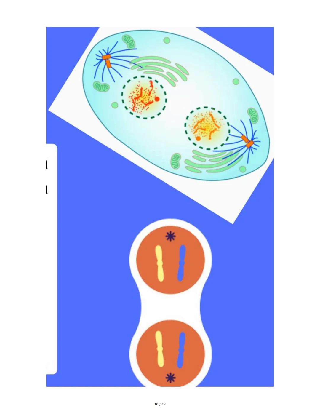 CICLO CELULAR
El ciclo celular es el proceso mediante el cual una célula crece, replica su ADN y se divide
para formar células hijas. La dur