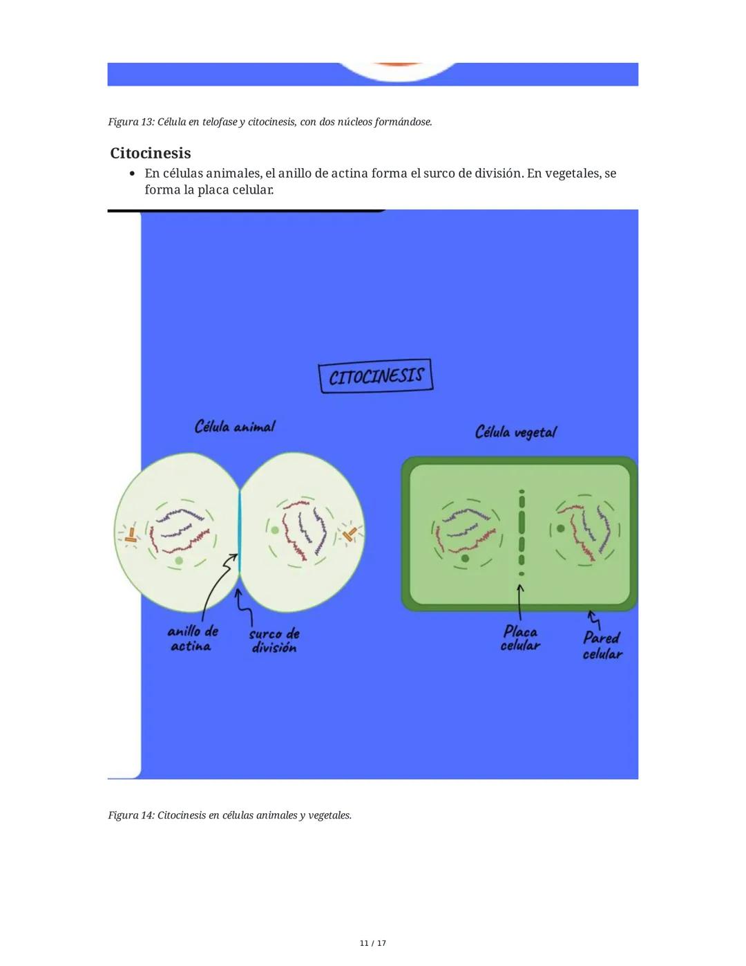 CICLO CELULAR
El ciclo celular es el proceso mediante el cual una célula crece, replica su ADN y se divide
para formar células hijas. La dur