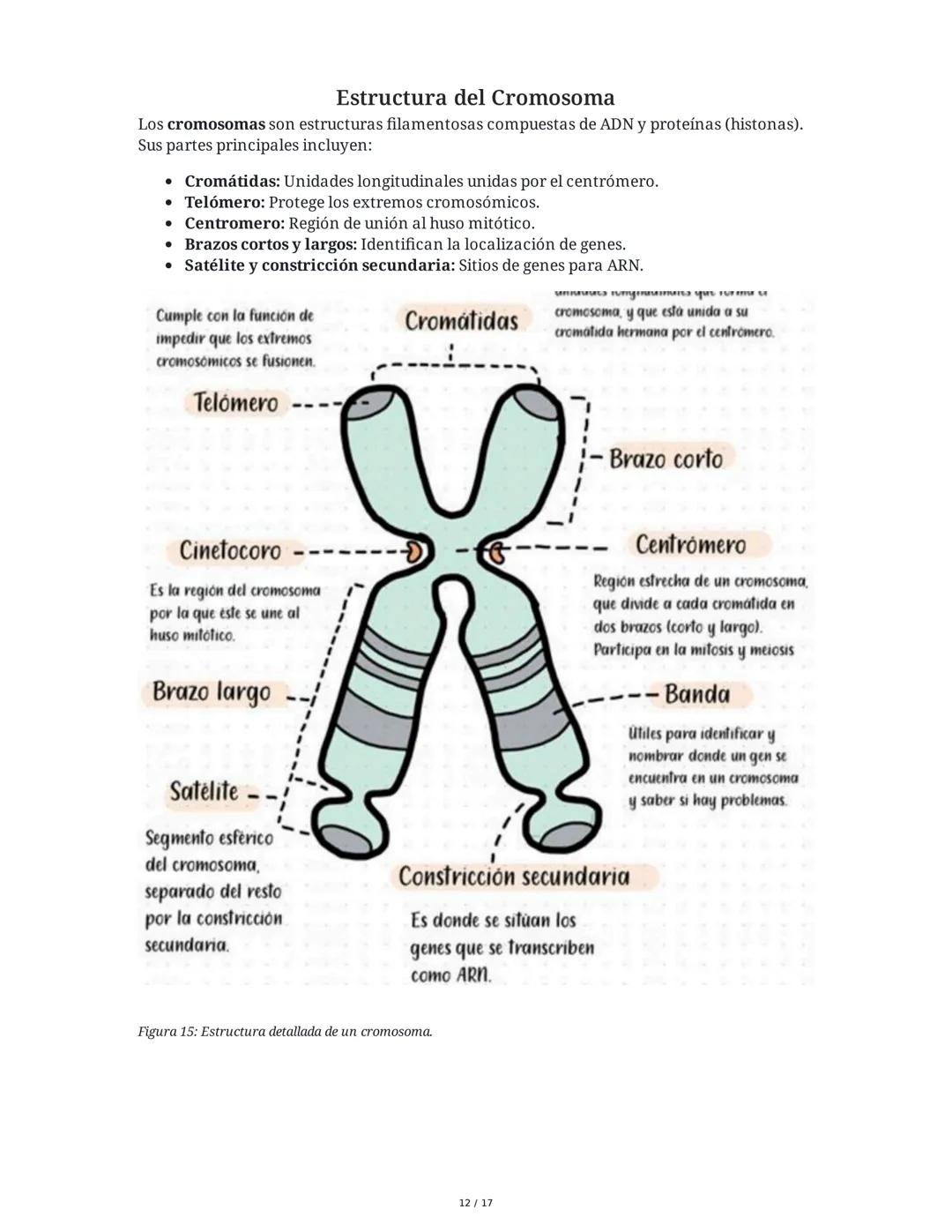 CICLO CELULAR
El ciclo celular es el proceso mediante el cual una célula crece, replica su ADN y se divide
para formar células hijas. La dur