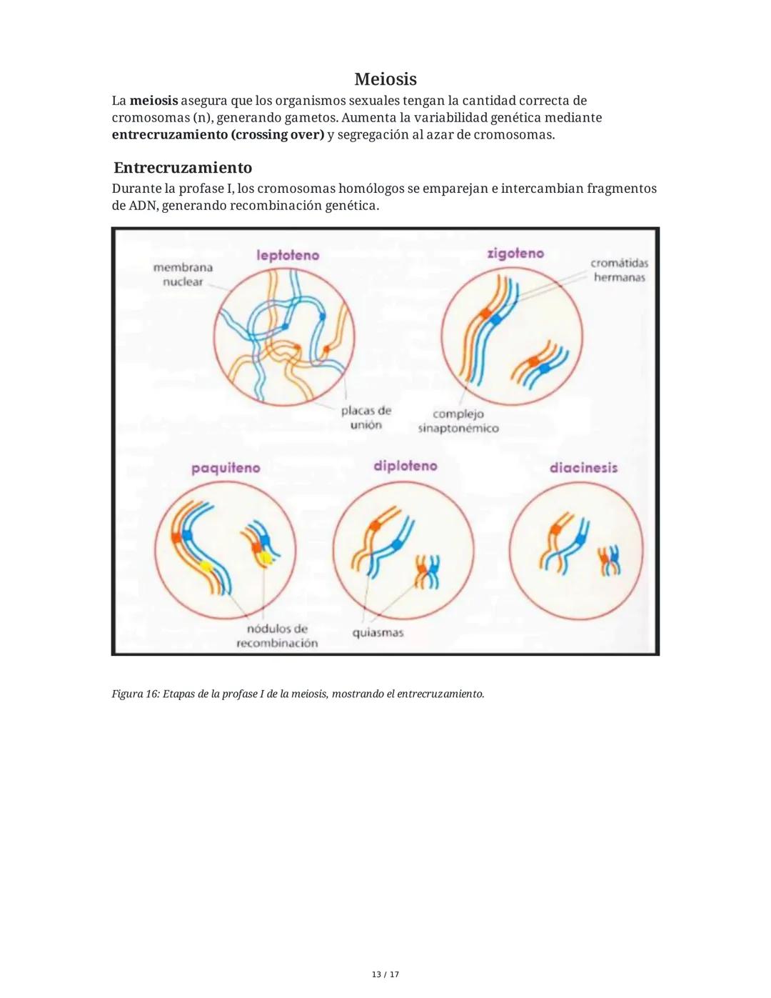 CICLO CELULAR
El ciclo celular es el proceso mediante el cual una célula crece, replica su ADN y se divide
para formar células hijas. La dur