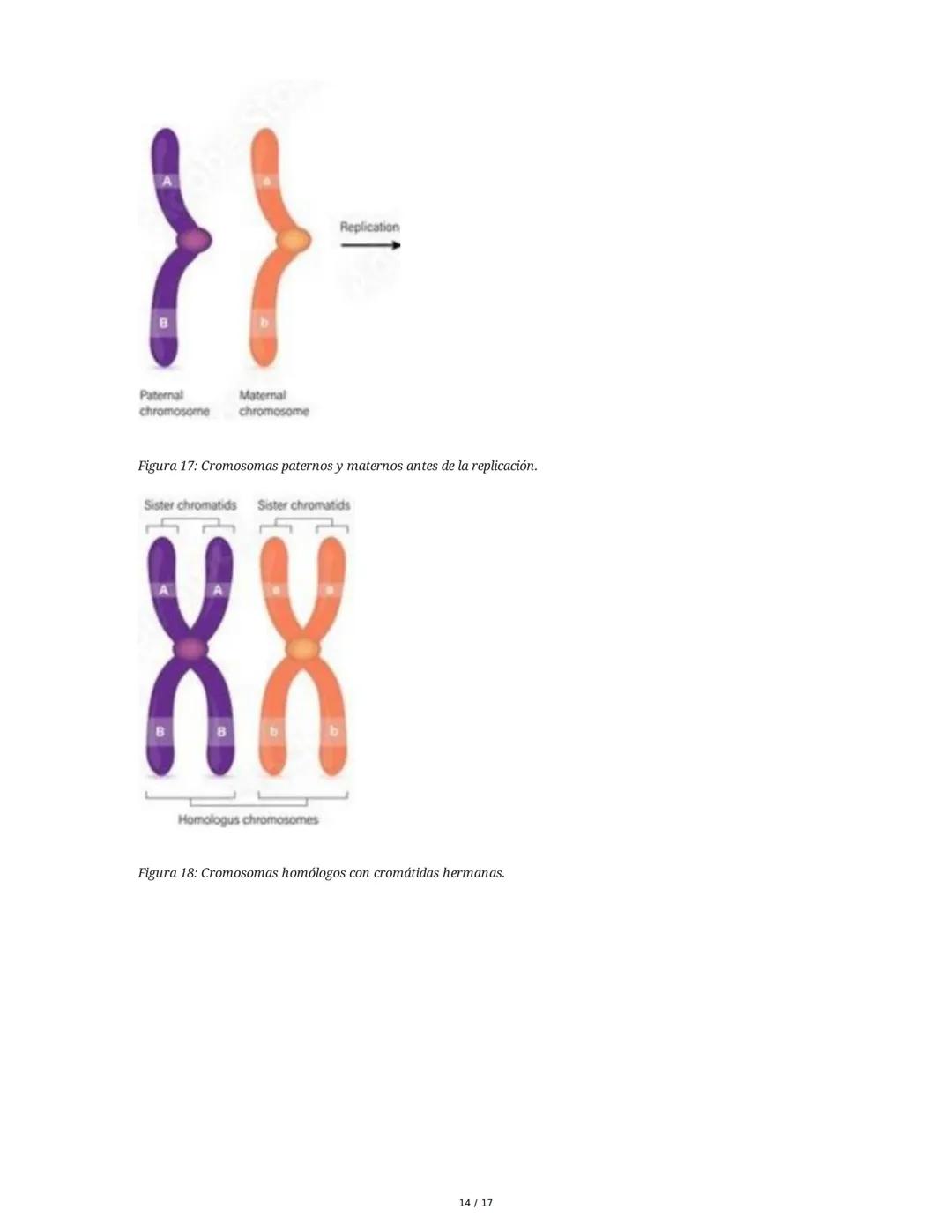 CICLO CELULAR
El ciclo celular es el proceso mediante el cual una célula crece, replica su ADN y se divide
para formar células hijas. La dur