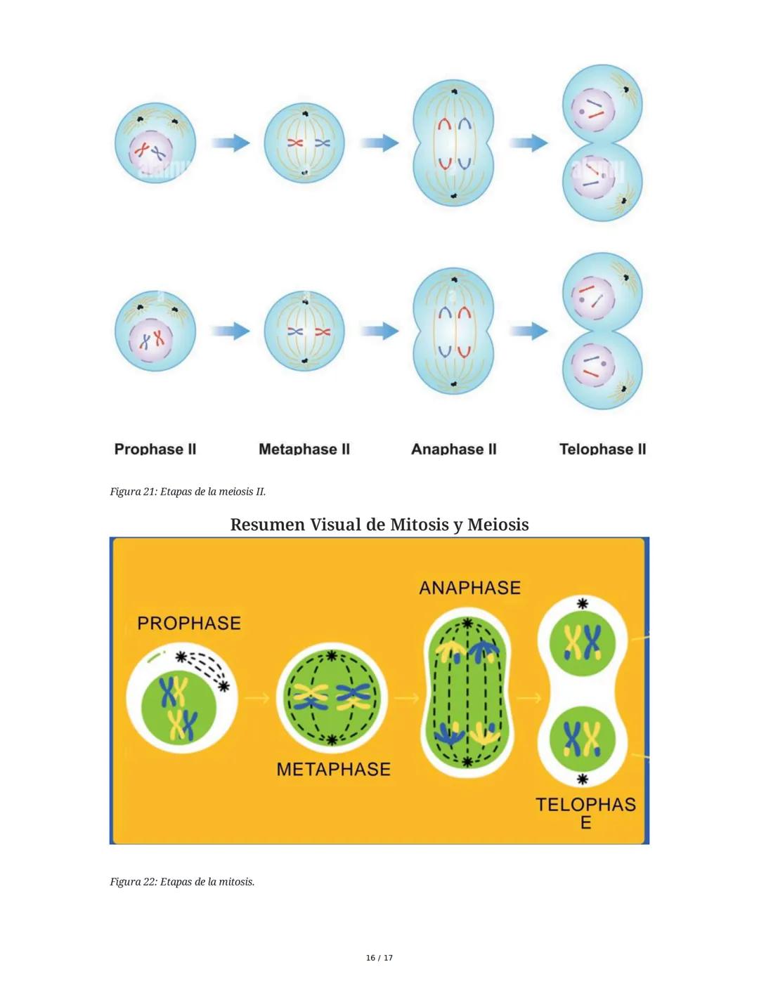 CICLO CELULAR
El ciclo celular es el proceso mediante el cual una célula crece, replica su ADN y se divide
para formar células hijas. La dur