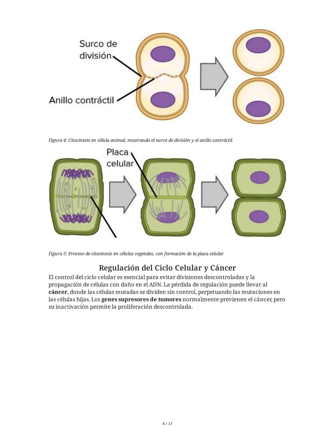 CICLO CELULAR
El ciclo celular es el proceso mediante el cual una célula crece, replica su ADN y se divide
para formar células hijas. La dur