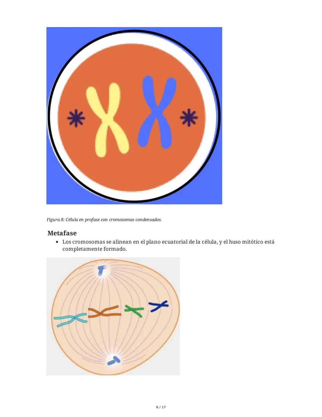 CICLO CELULAR
El ciclo celular es el proceso mediante el cual una célula crece, replica su ADN y se divide
para formar células hijas. La dur