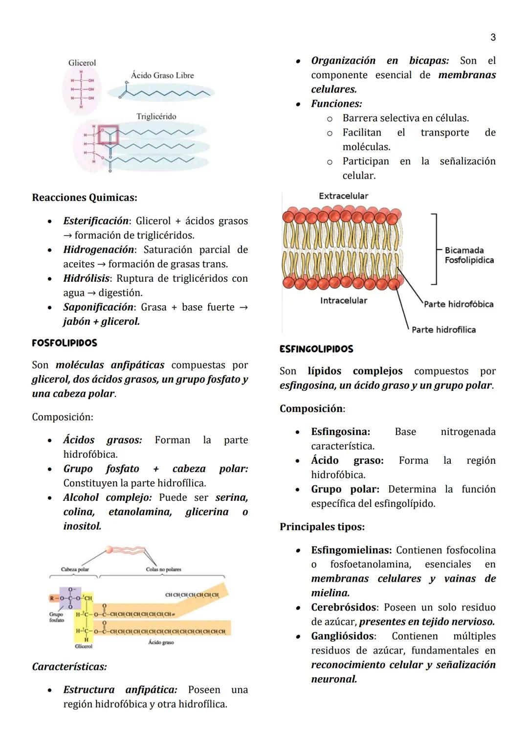 1
Unidad 4
LIPIDOS
Definición general:
• Moléculas orgánicas insolubles en agua
y solubles en solventes apolares.
• Su característica princi