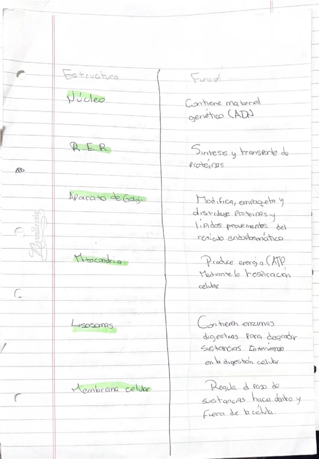 --- OCR Start ---
C
C
Kivadavia
Biobaja
(07/04)
Riboparmas: Moléculas de ARN, encargado de la sintesis deproteinas.
Azucar cuerpo
Pchosa
5c
