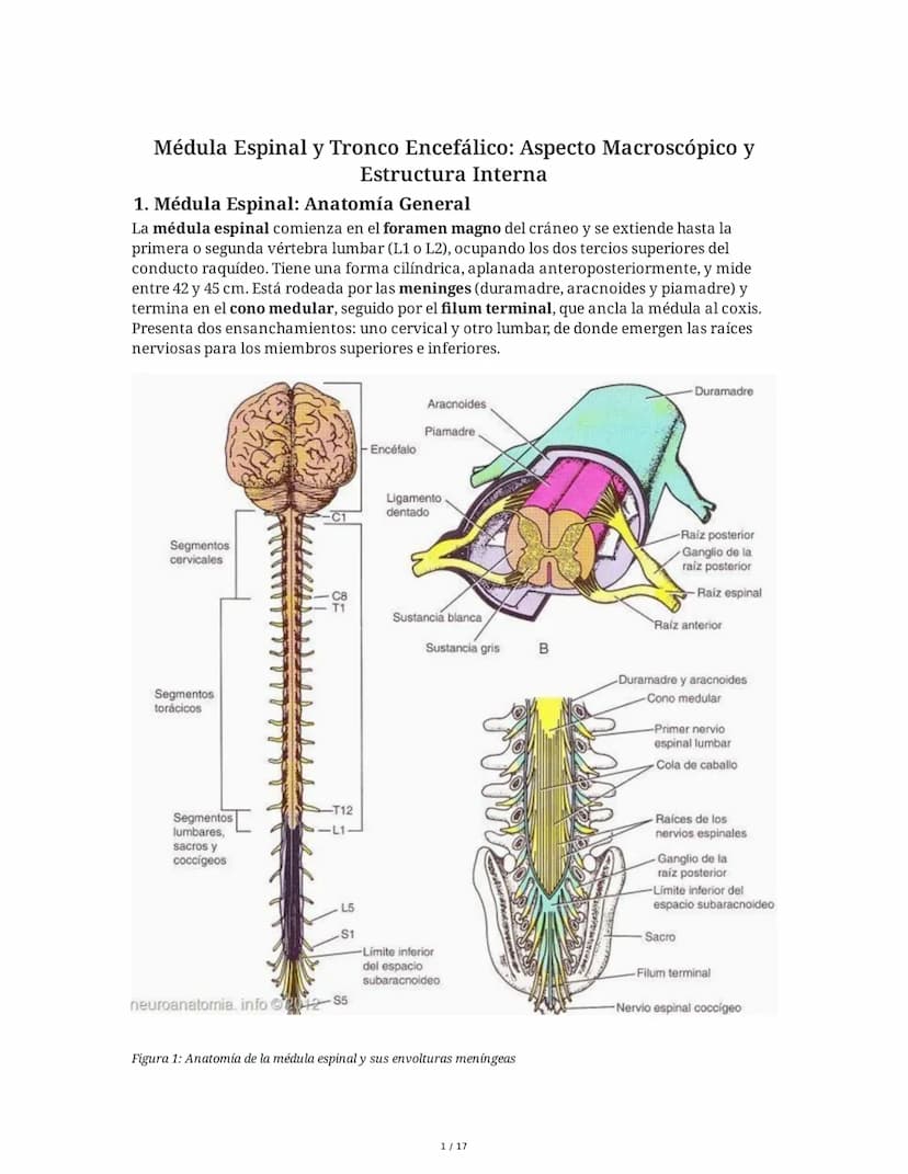 # Médula Espinal y Tronco Encefálico: Aspecto Macroscópico y Estructura Interna

## 1. Médula Espinal: Anatomía General

La médula espinal c