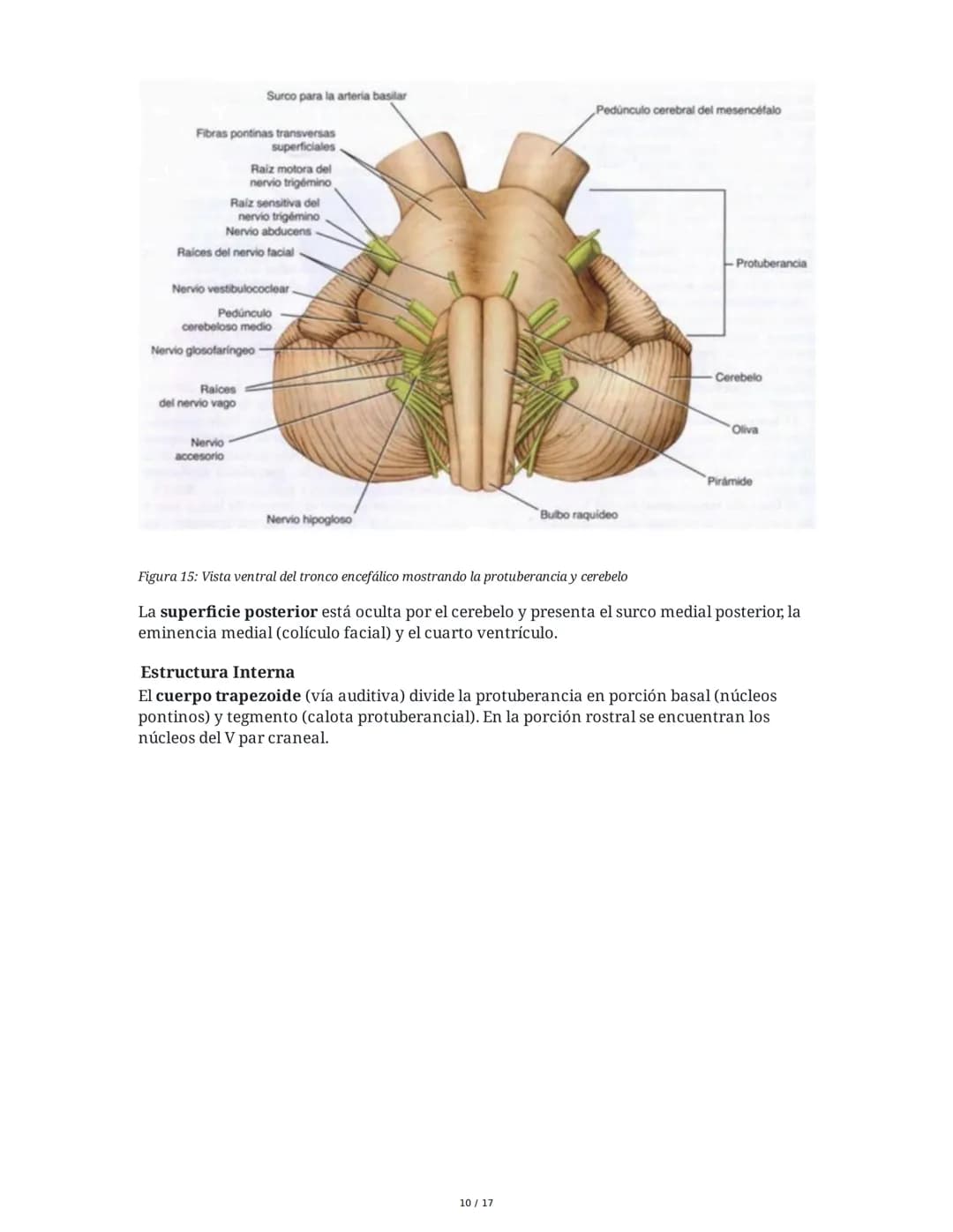 # Médula Espinal y Tronco Encefálico: Aspecto Macroscópico y Estructura Interna

## 1. Médula Espinal: Anatomía General

La médula espinal c
