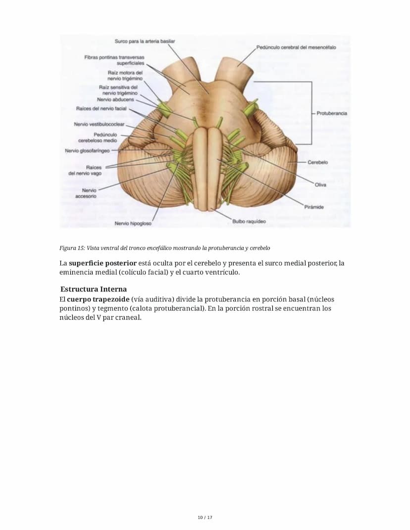 # Médula Espinal y Tronco Encefálico: Aspecto Macroscópico y Estructura Interna

## 1. Médula Espinal: Anatomía General

La médula espinal c