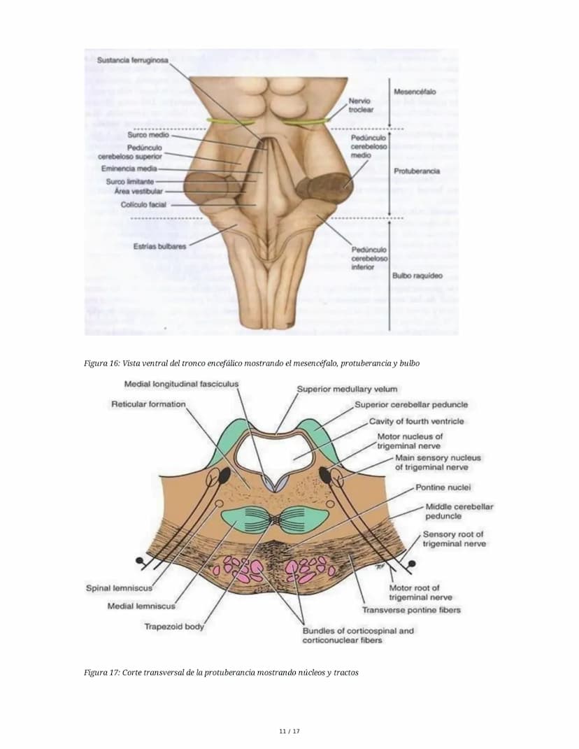# Médula Espinal y Tronco Encefálico: Aspecto Macroscópico y Estructura Interna

## 1. Médula Espinal: Anatomía General

La médula espinal c
