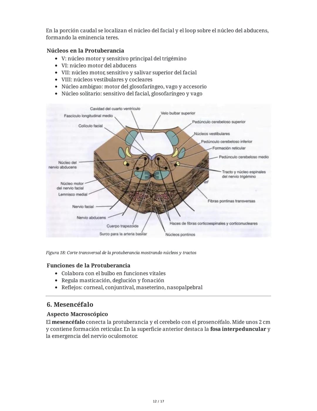 # Médula Espinal y Tronco Encefálico: Aspecto Macroscópico y Estructura Interna

## 1. Médula Espinal: Anatomía General

La médula espinal c