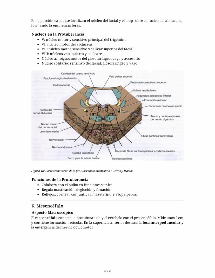 # Médula Espinal y Tronco Encefálico: Aspecto Macroscópico y Estructura Interna

## 1. Médula Espinal: Anatomía General

La médula espinal c
