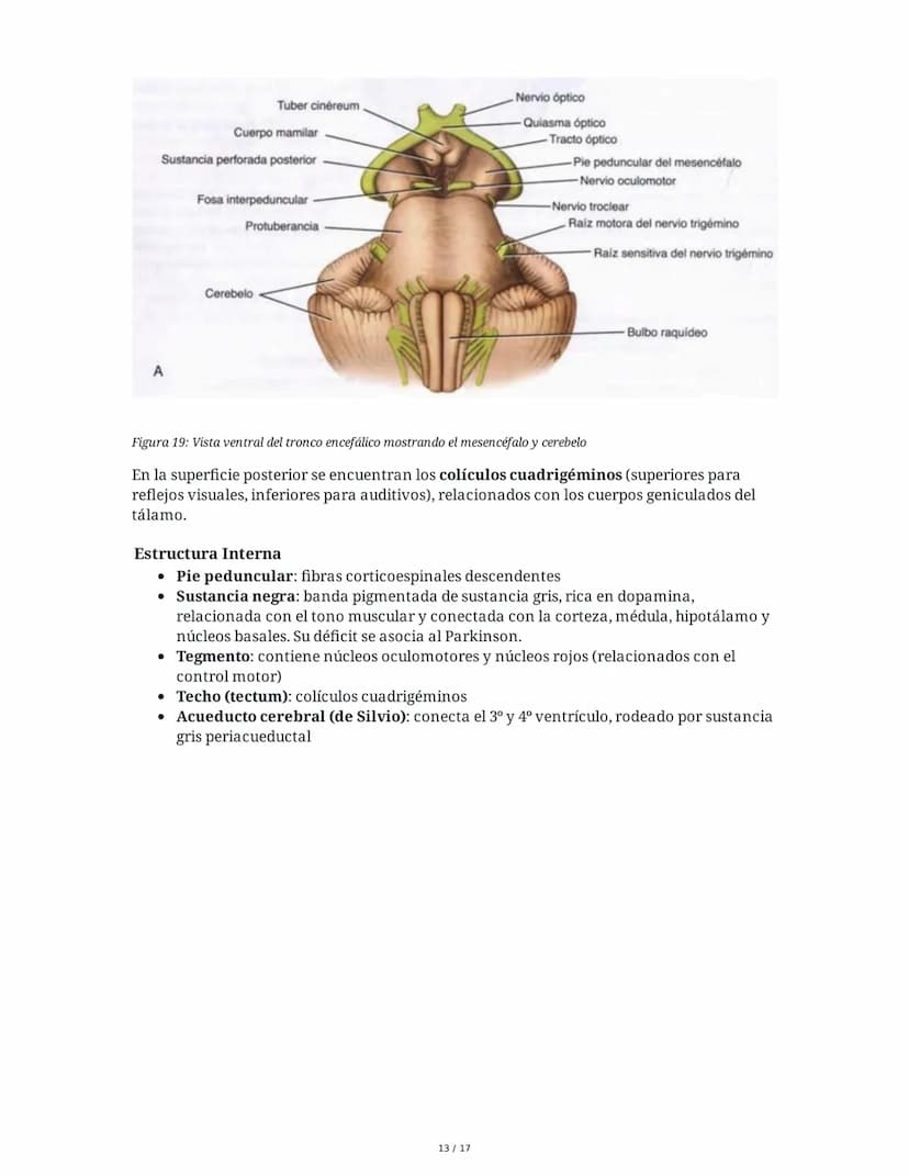 # Médula Espinal y Tronco Encefálico: Aspecto Macroscópico y Estructura Interna

## 1. Médula Espinal: Anatomía General

La médula espinal c