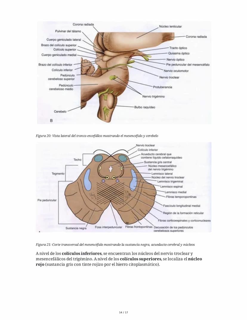 # Médula Espinal y Tronco Encefálico: Aspecto Macroscópico y Estructura Interna

## 1. Médula Espinal: Anatomía General

La médula espinal c