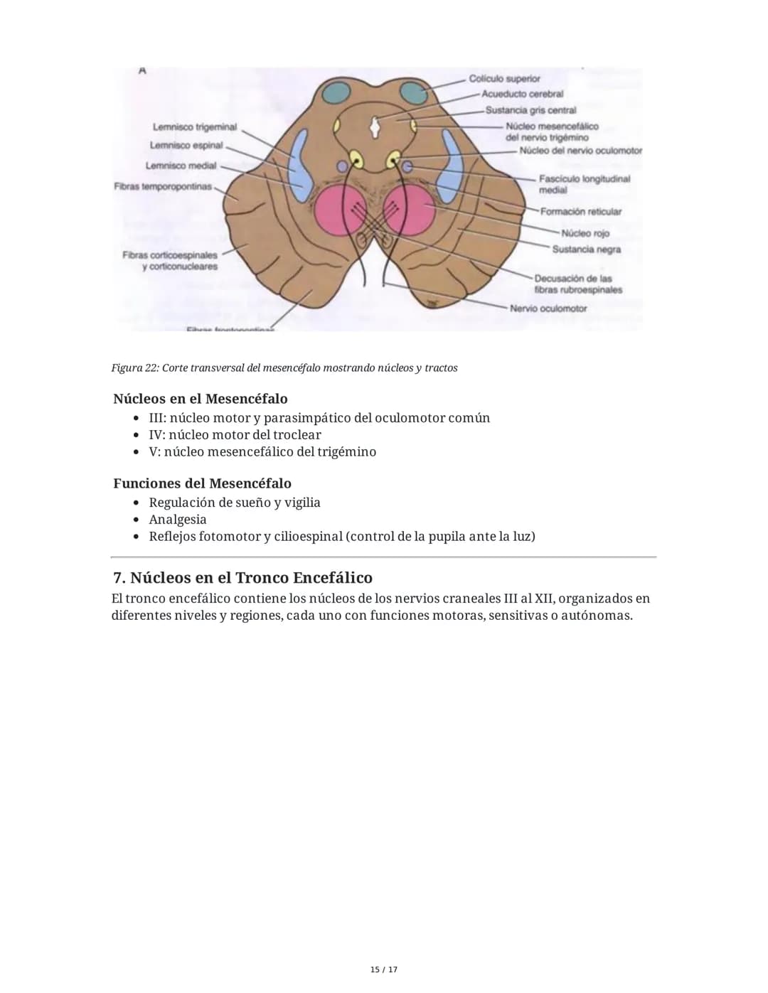 # Médula Espinal y Tronco Encefálico: Aspecto Macroscópico y Estructura Interna

## 1. Médula Espinal: Anatomía General

La médula espinal c