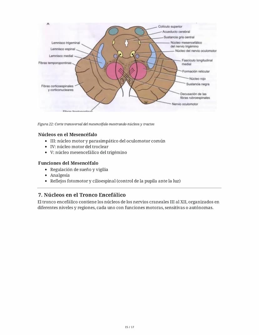 # Médula Espinal y Tronco Encefálico: Aspecto Macroscópico y Estructura Interna

## 1. Médula Espinal: Anatomía General

La médula espinal c