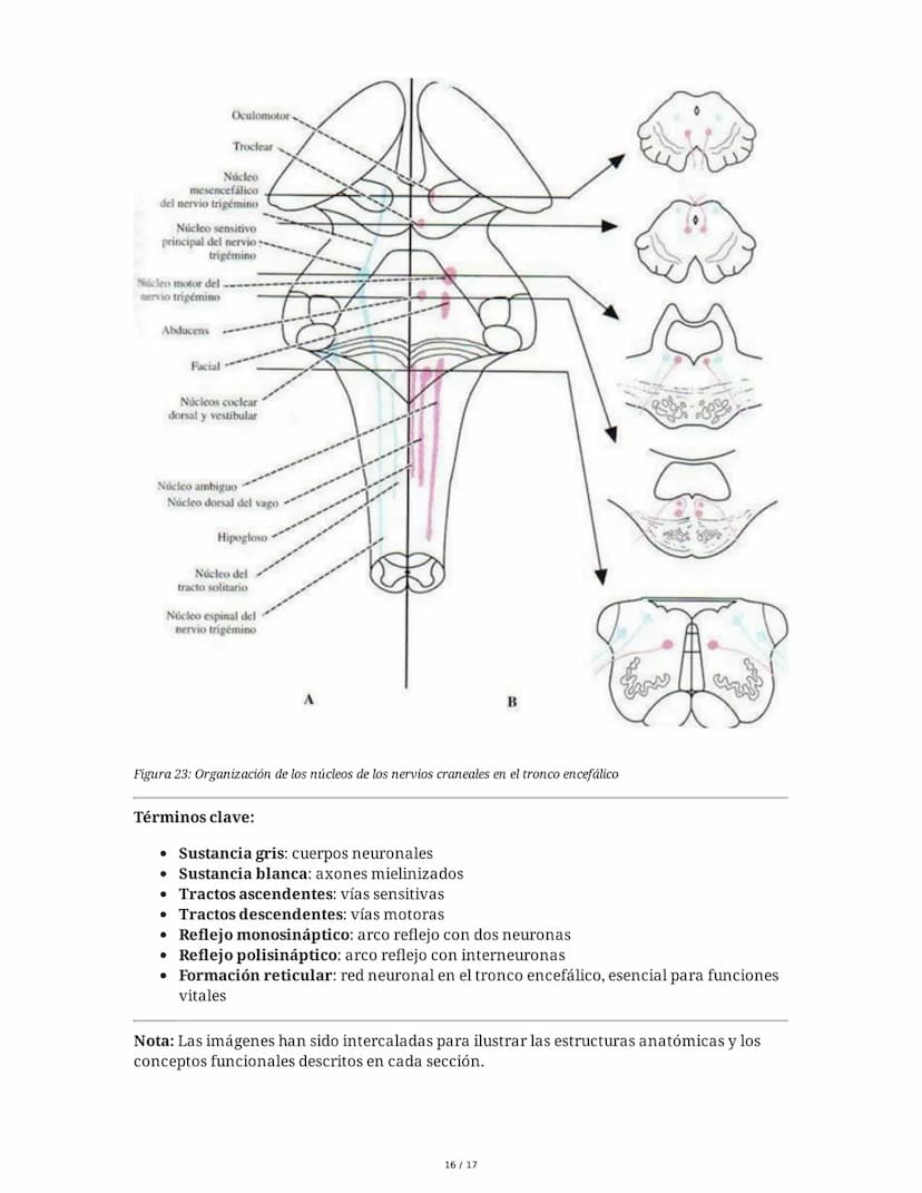 # Médula Espinal y Tronco Encefálico: Aspecto Macroscópico y Estructura Interna

## 1. Médula Espinal: Anatomía General

La médula espinal c