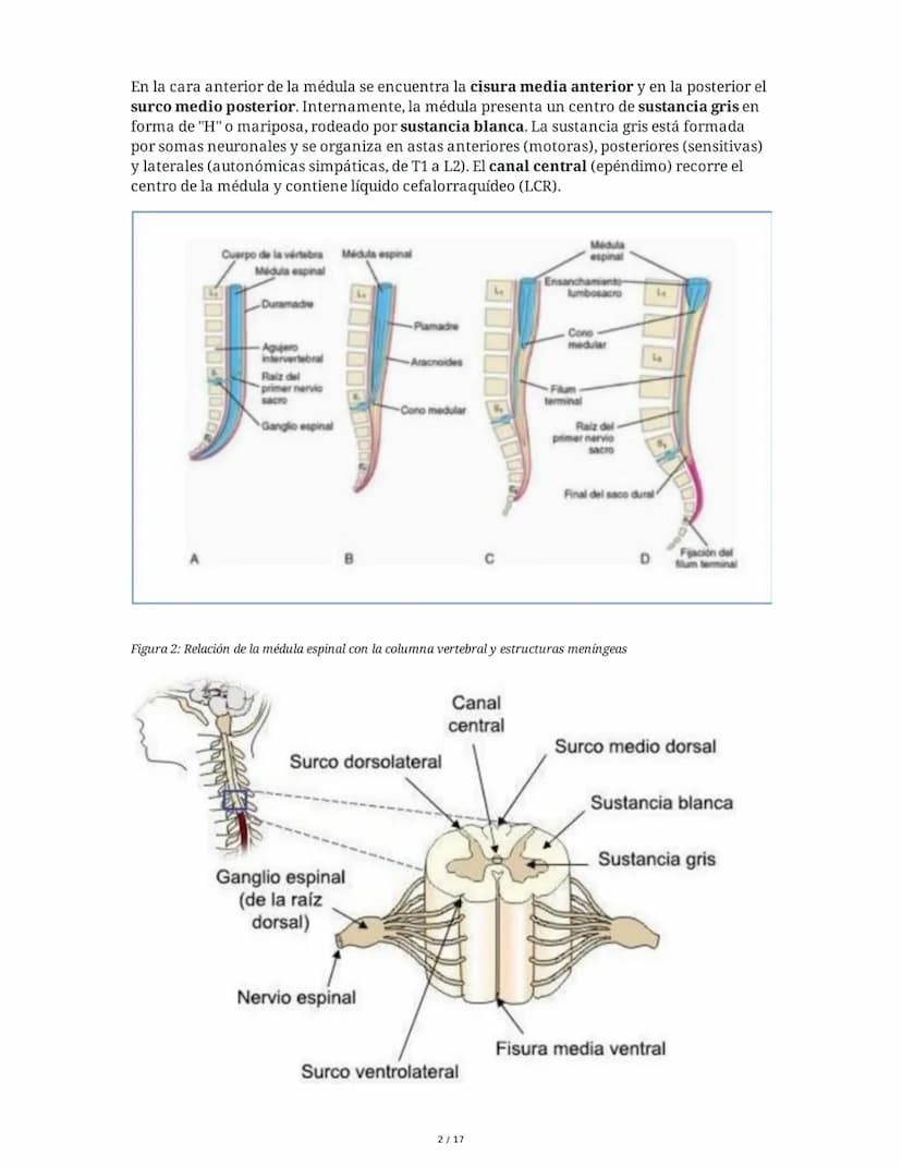# Médula Espinal y Tronco Encefálico: Aspecto Macroscópico y Estructura Interna

## 1. Médula Espinal: Anatomía General

La médula espinal c