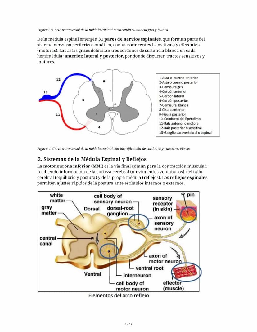 # Médula Espinal y Tronco Encefálico: Aspecto Macroscópico y Estructura Interna

## 1. Médula Espinal: Anatomía General

La médula espinal c