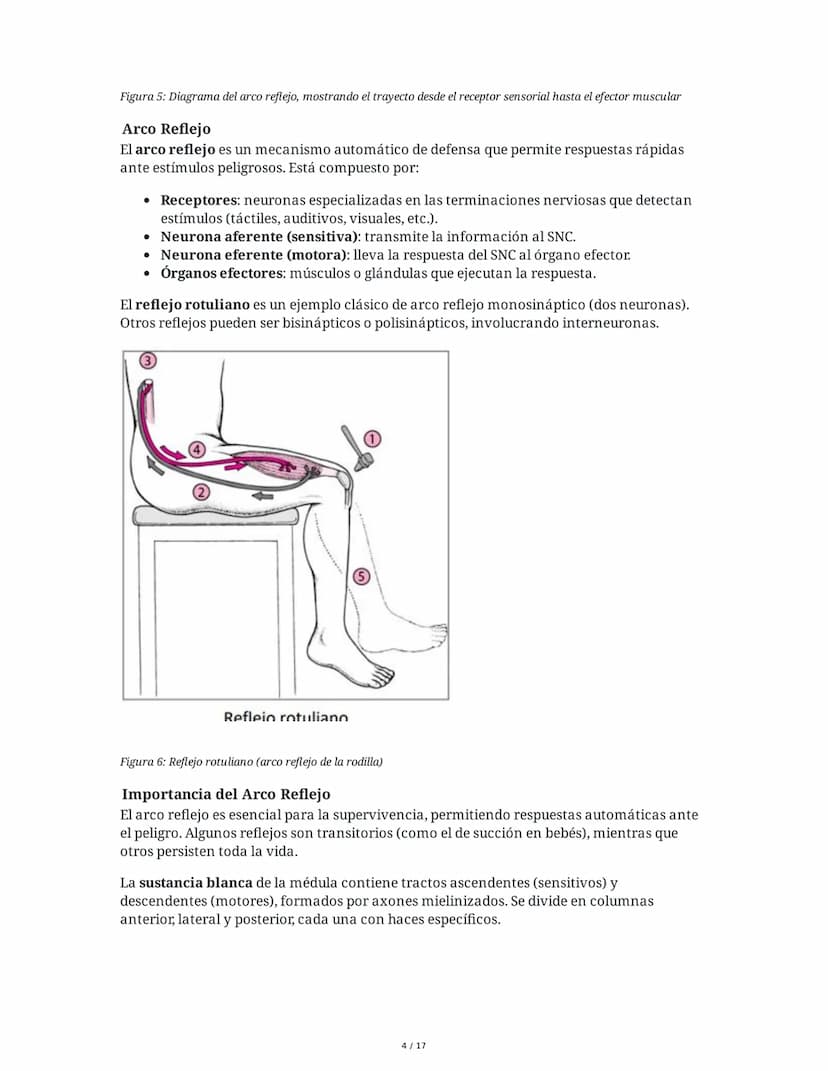 # Médula Espinal y Tronco Encefálico: Aspecto Macroscópico y Estructura Interna

## 1. Médula Espinal: Anatomía General

La médula espinal c