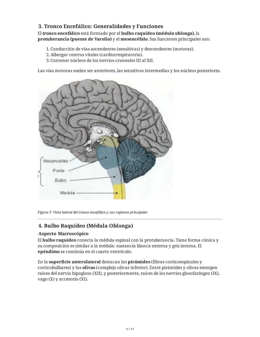 # Médula Espinal y Tronco Encefálico: Aspecto Macroscópico y Estructura Interna

## 1. Médula Espinal: Anatomía General

La médula espinal c