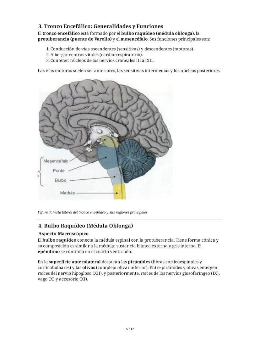 # Médula Espinal y Tronco Encefálico: Aspecto Macroscópico y Estructura Interna

## 1. Médula Espinal: Anatomía General

La médula espinal c