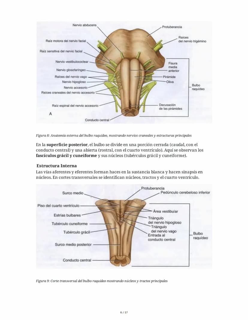 # Médula Espinal y Tronco Encefálico: Aspecto Macroscópico y Estructura Interna

## 1. Médula Espinal: Anatomía General

La médula espinal c