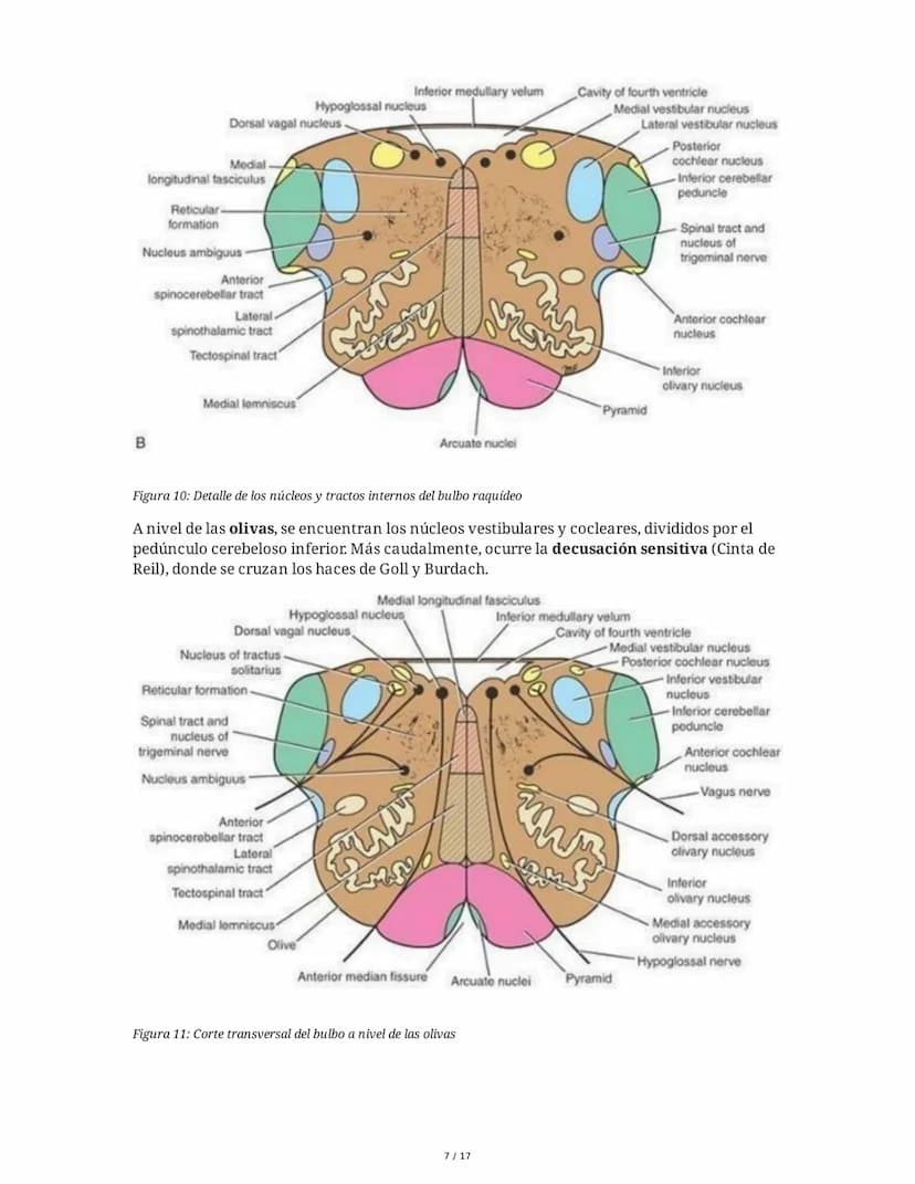 # Médula Espinal y Tronco Encefálico: Aspecto Macroscópico y Estructura Interna

## 1. Médula Espinal: Anatomía General

La médula espinal c