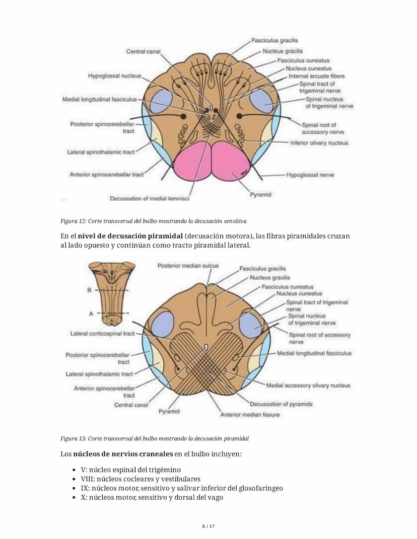 # Médula Espinal y Tronco Encefálico: Aspecto Macroscópico y Estructura Interna

## 1. Médula Espinal: Anatomía General

La médula espinal c