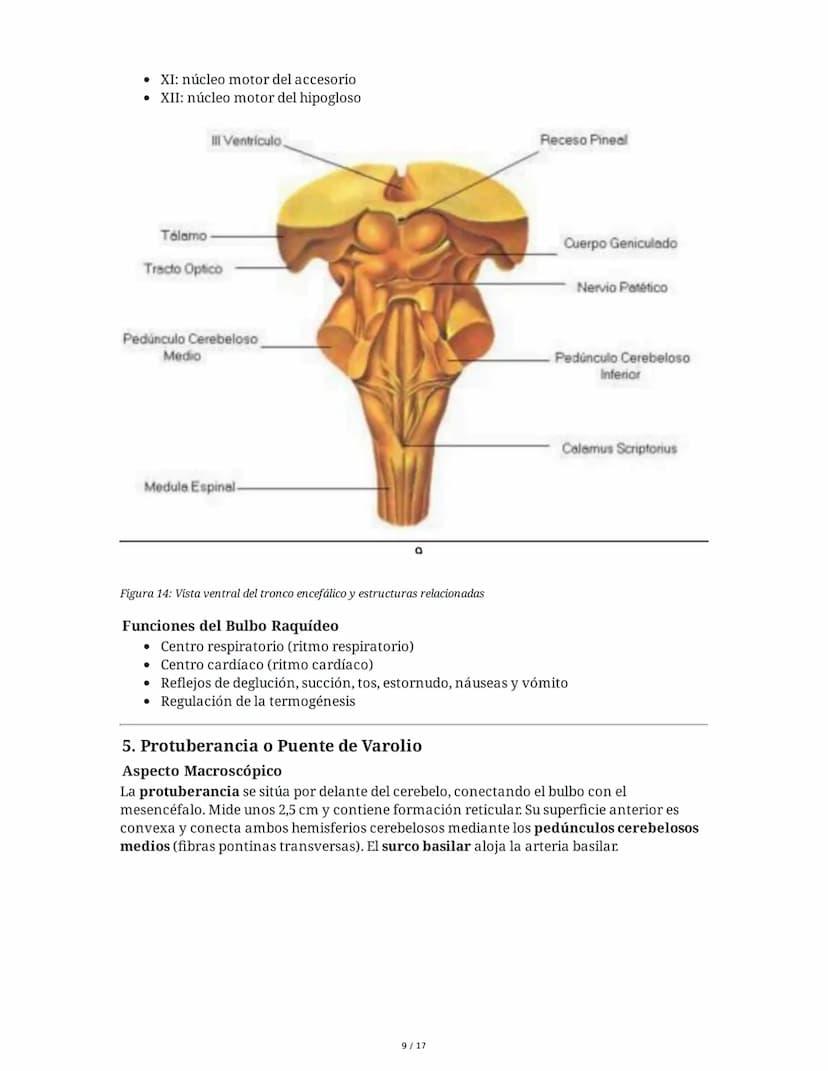# Médula Espinal y Tronco Encefálico: Aspecto Macroscópico y Estructura Interna

## 1. Médula Espinal: Anatomía General

La médula espinal c