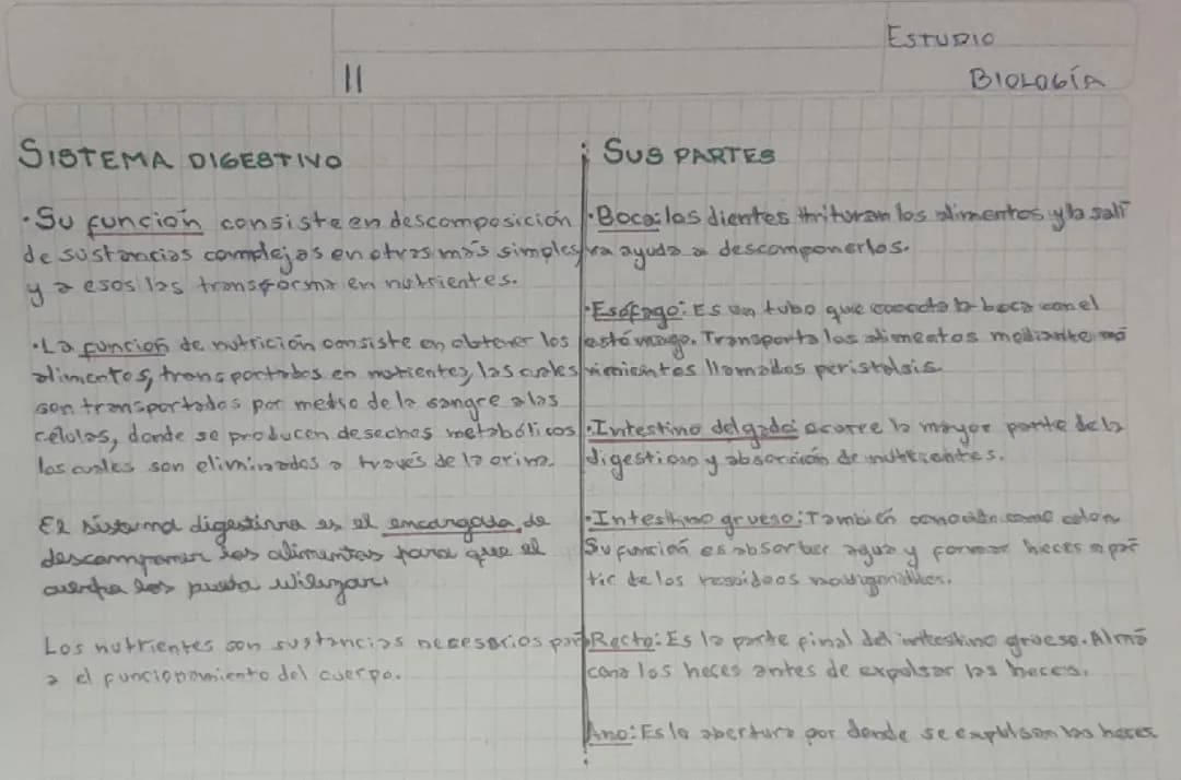 Sistema digestivo