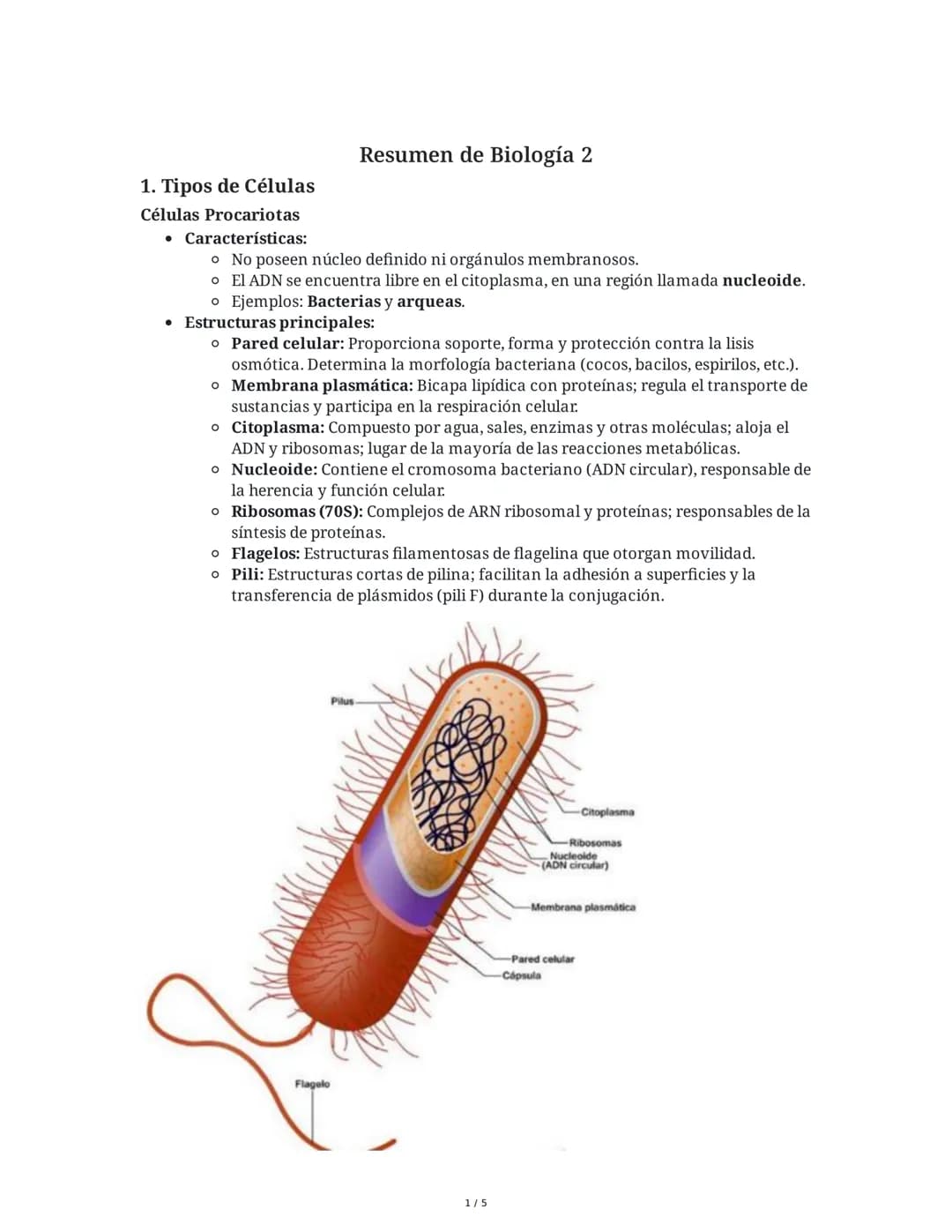 1. Tipos de Células
Células Procariotas
• Características:
Resumen de Biología 2
• No poseen núcleo definido ni orgánulos membranosos.
• El 