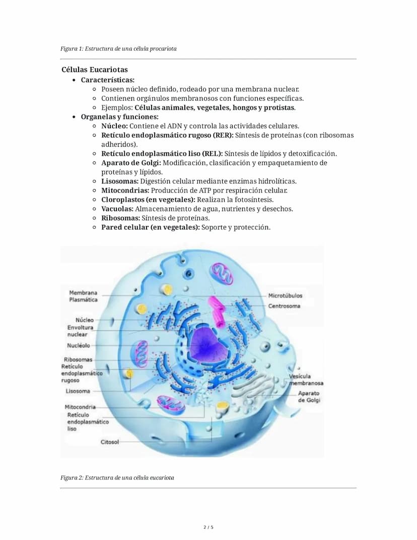 1. Tipos de Células
Células Procariotas
• Características:
Resumen de Biología 2
• No poseen núcleo definido ni orgánulos membranosos.
• El 
