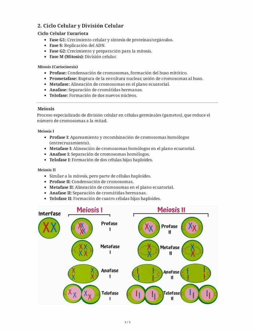 1. Tipos de Células
Células Procariotas
• Características:
Resumen de Biología 2
• No poseen núcleo definido ni orgánulos membranosos.
• El 