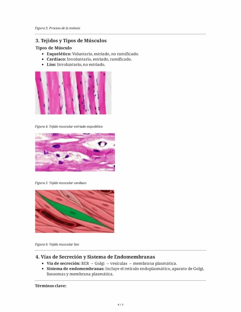 1. Tipos de Células
Células Procariotas
• Características:
Resumen de Biología 2
• No poseen núcleo definido ni orgánulos membranosos.
• El 