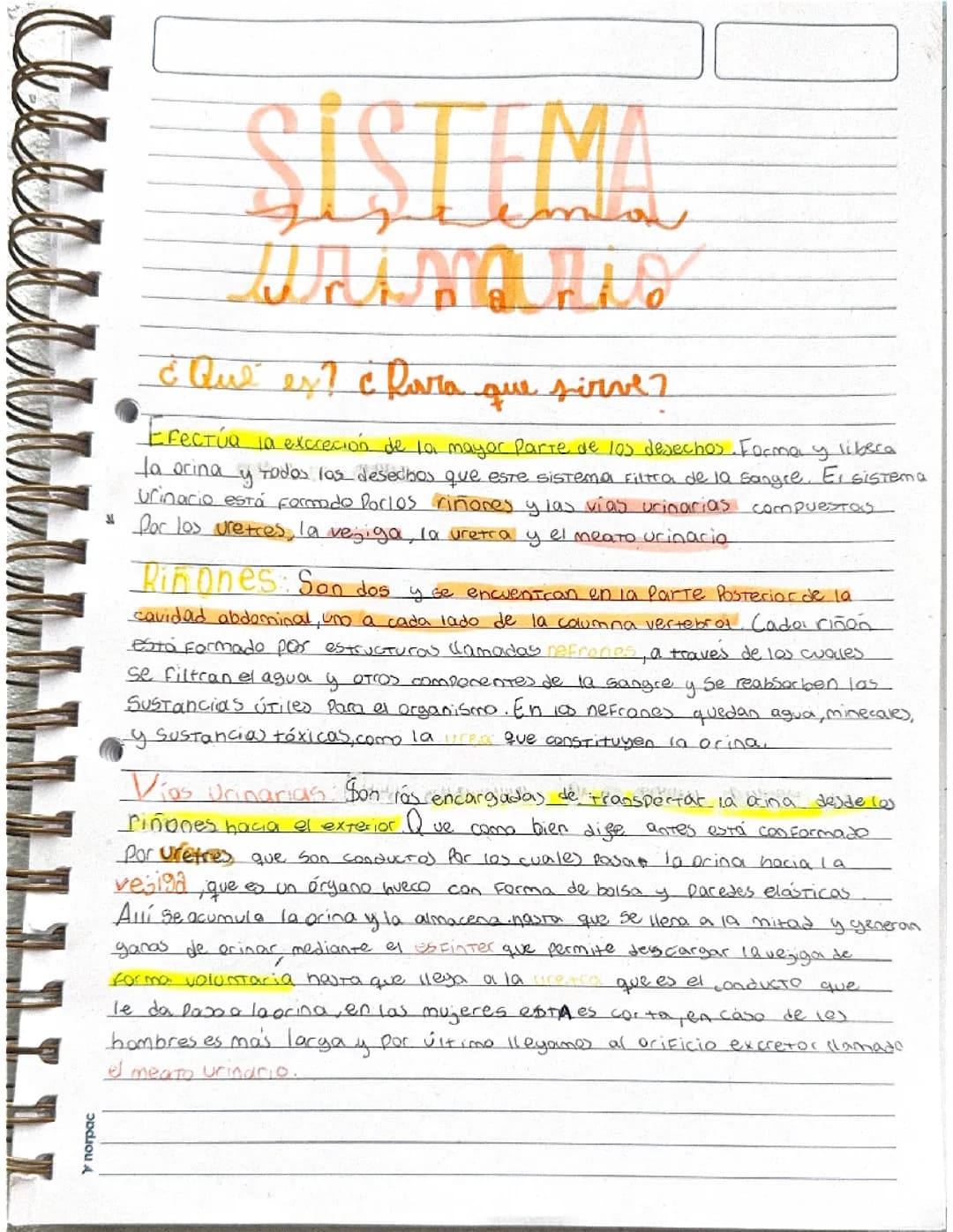 Sistema urinario 