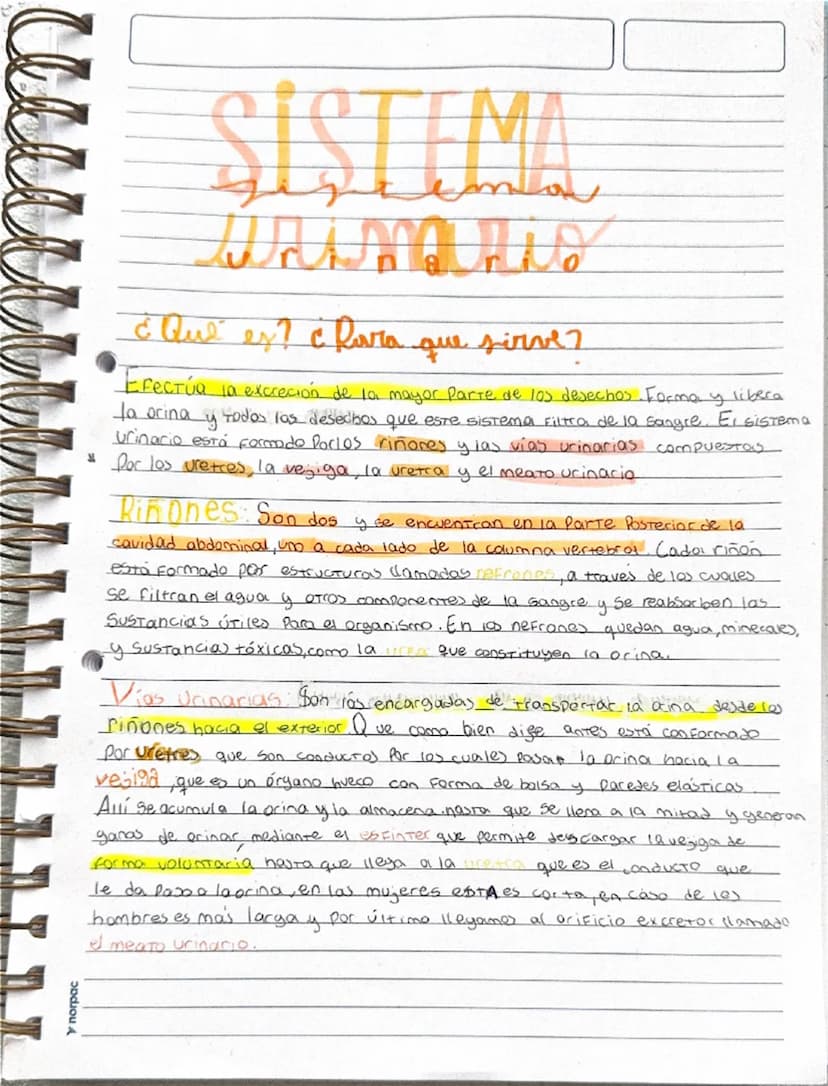 У пограс
SISTEMA
¿Qué es? ¿ Ravra que sirve?
Efectúa la excreción de la mayor parte de los desechos. Forma y libera
la orina y todos las des