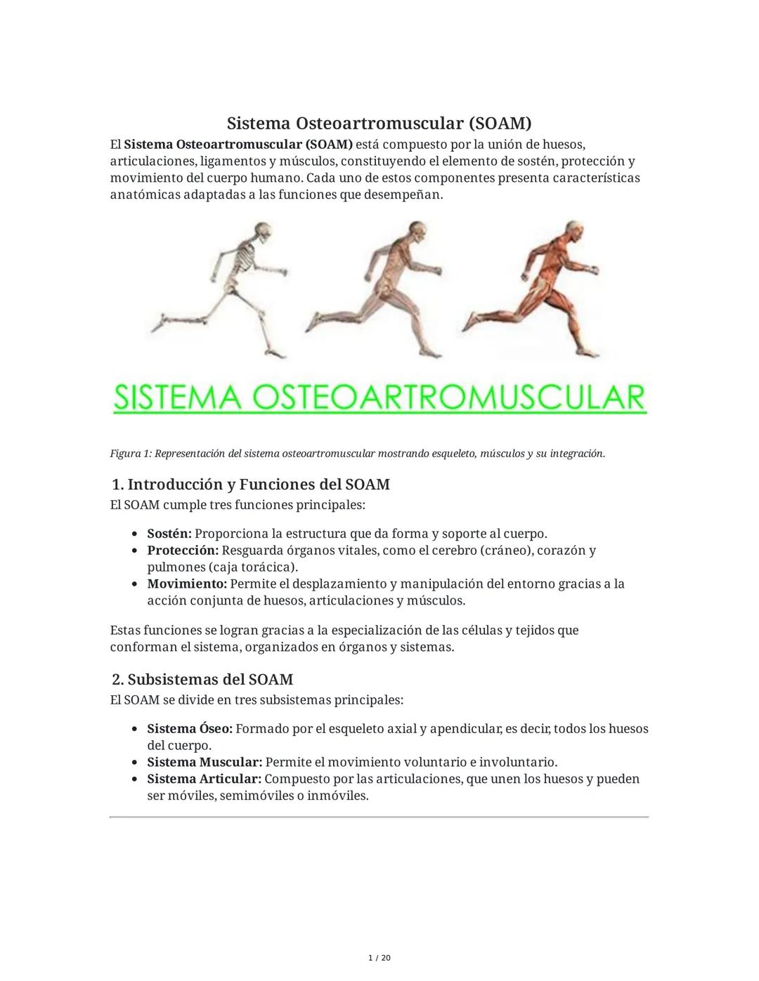 # Sistema Osteoartromuscular (SOAM)

El Sistema Osteoartromuscular (SOAM) está compuesto por la unión de huesos, articulaciones, ligamentos 