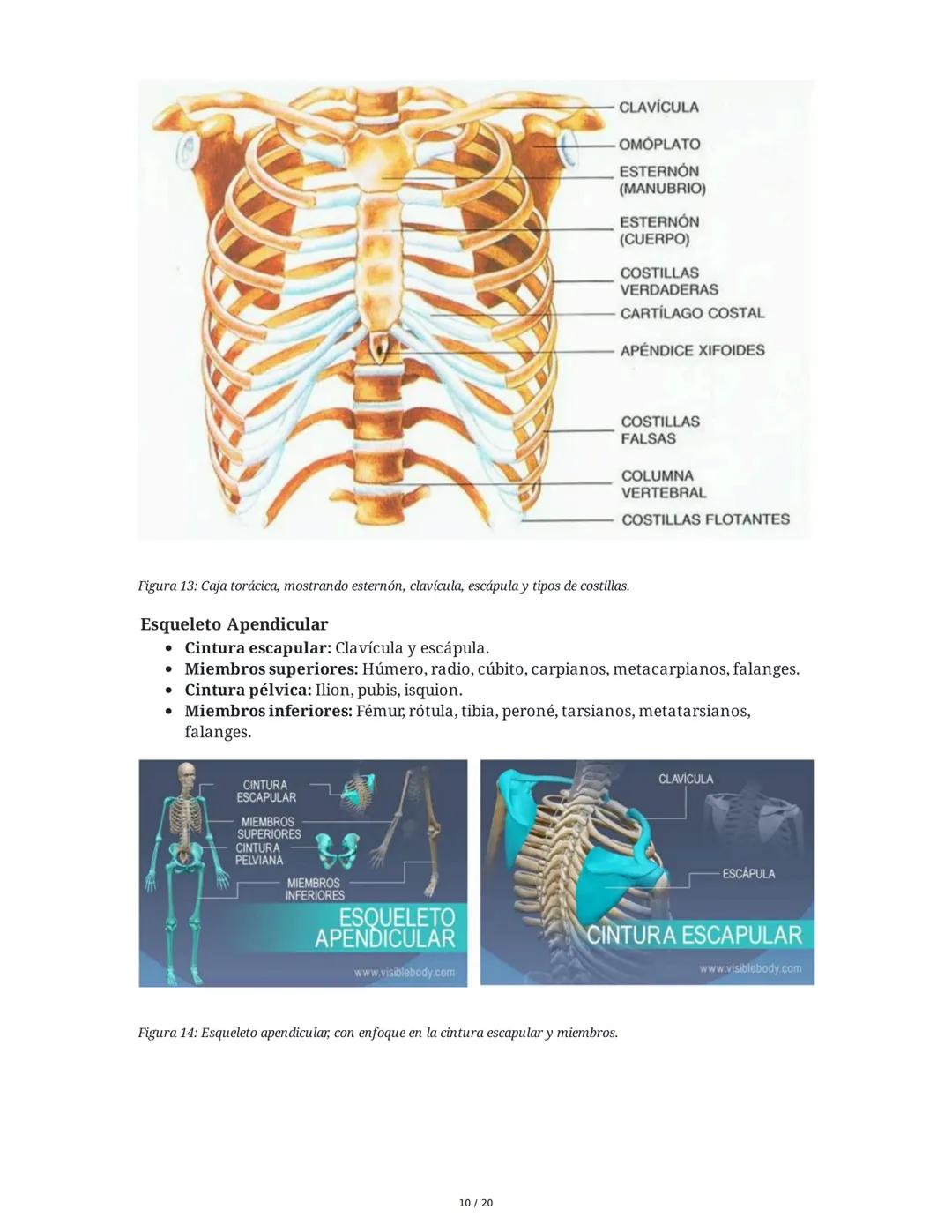 # Sistema Osteoartromuscular (SOAM)

El Sistema Osteoartromuscular (SOAM) está compuesto por la unión de huesos, articulaciones, ligamentos 