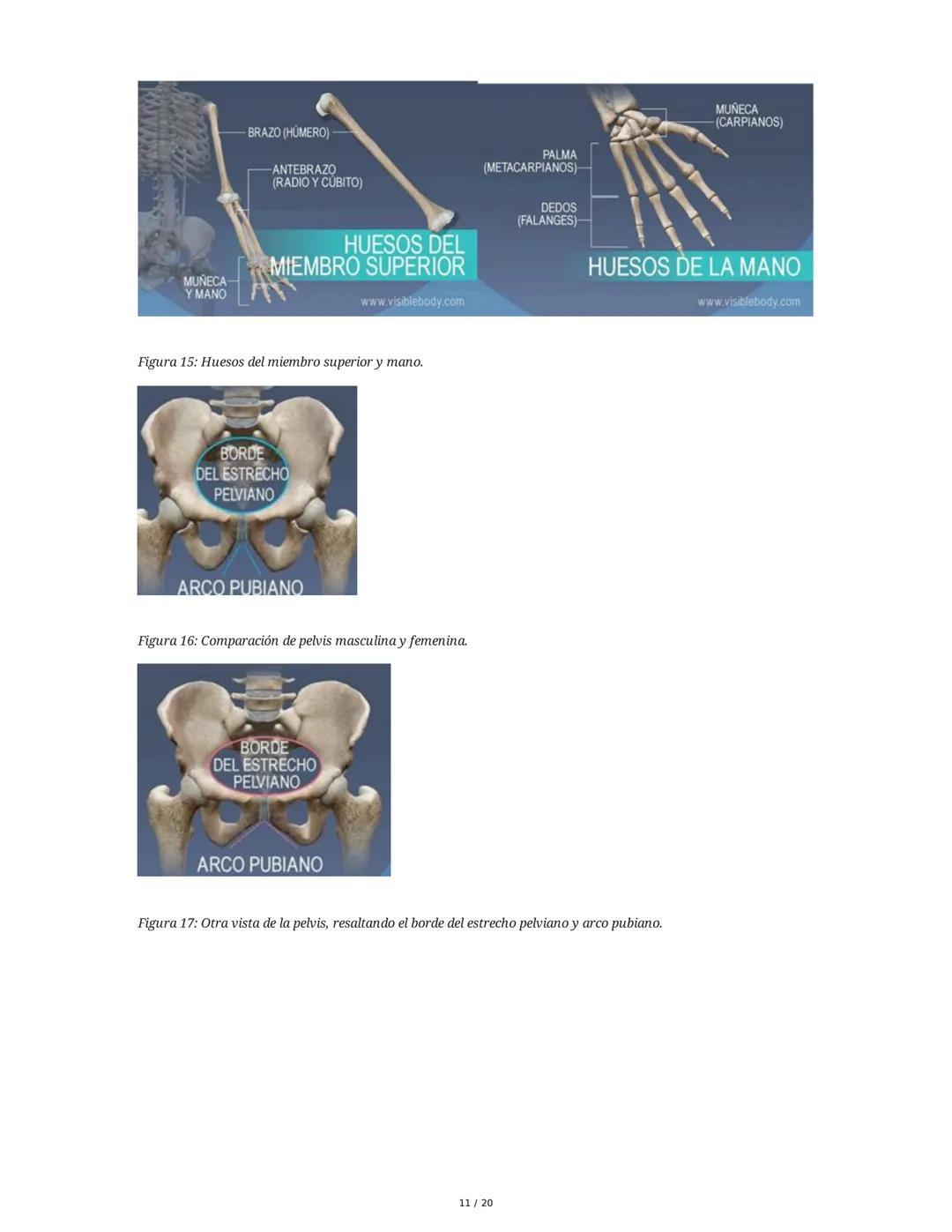 # Sistema Osteoartromuscular (SOAM)

El Sistema Osteoartromuscular (SOAM) está compuesto por la unión de huesos, articulaciones, ligamentos 