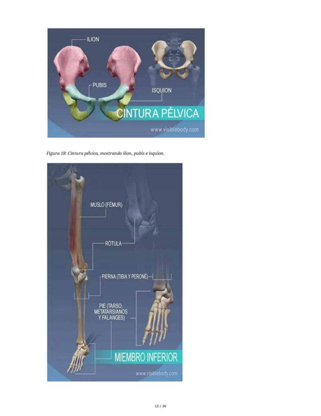 # Sistema Osteoartromuscular (SOAM)

El Sistema Osteoartromuscular (SOAM) está compuesto por la unión de huesos, articulaciones, ligamentos 