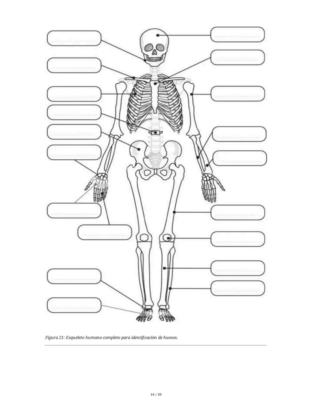 # Sistema Osteoartromuscular (SOAM)

El Sistema Osteoartromuscular (SOAM) está compuesto por la unión de huesos, articulaciones, ligamentos 
