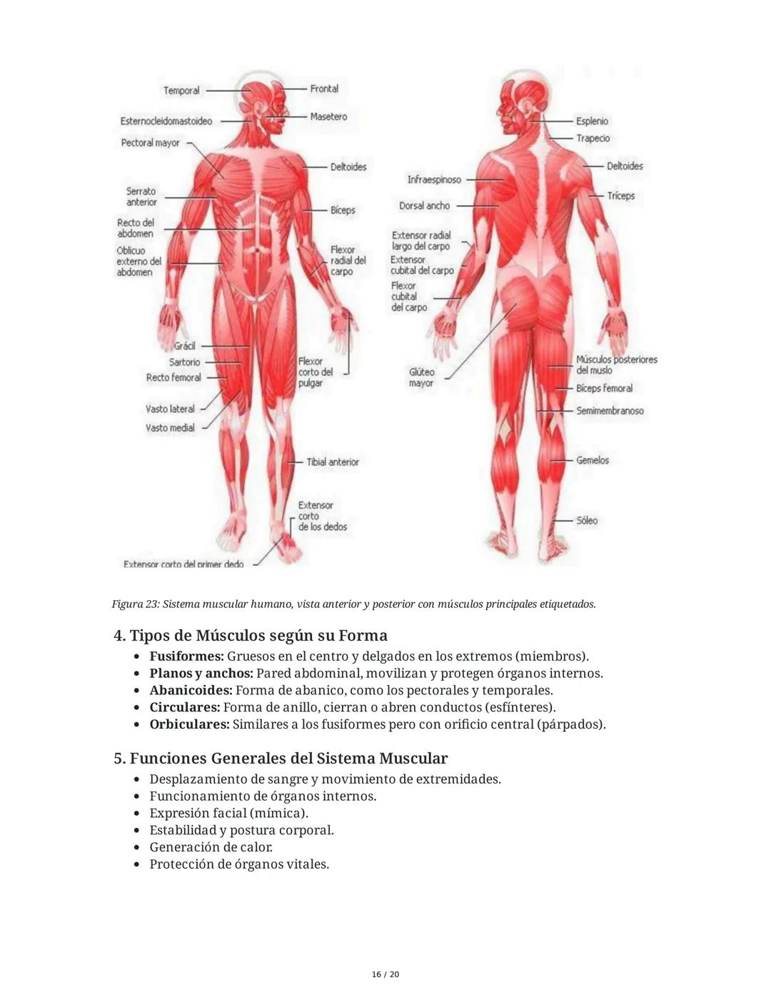 # Sistema Osteoartromuscular (SOAM)

El Sistema Osteoartromuscular (SOAM) está compuesto por la unión de huesos, articulaciones, ligamentos 