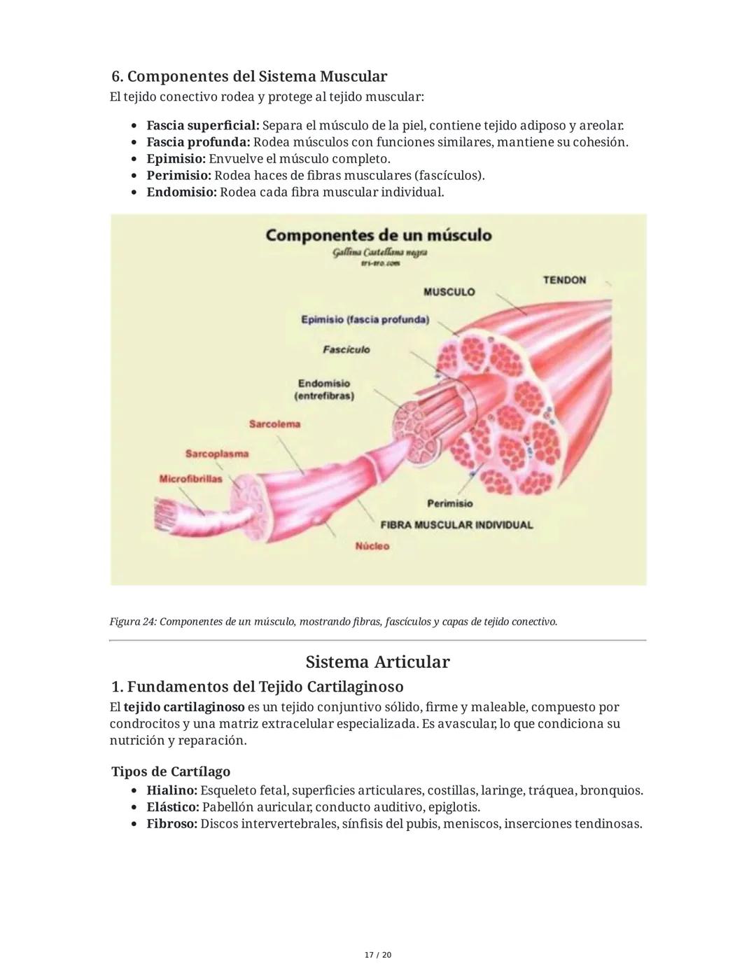 # Sistema Osteoartromuscular (SOAM)

El Sistema Osteoartromuscular (SOAM) está compuesto por la unión de huesos, articulaciones, ligamentos 