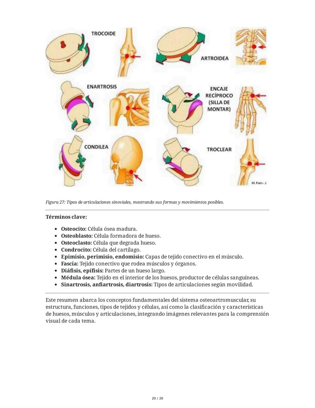 # Sistema Osteoartromuscular (SOAM)

El Sistema Osteoartromuscular (SOAM) está compuesto por la unión de huesos, articulaciones, ligamentos 