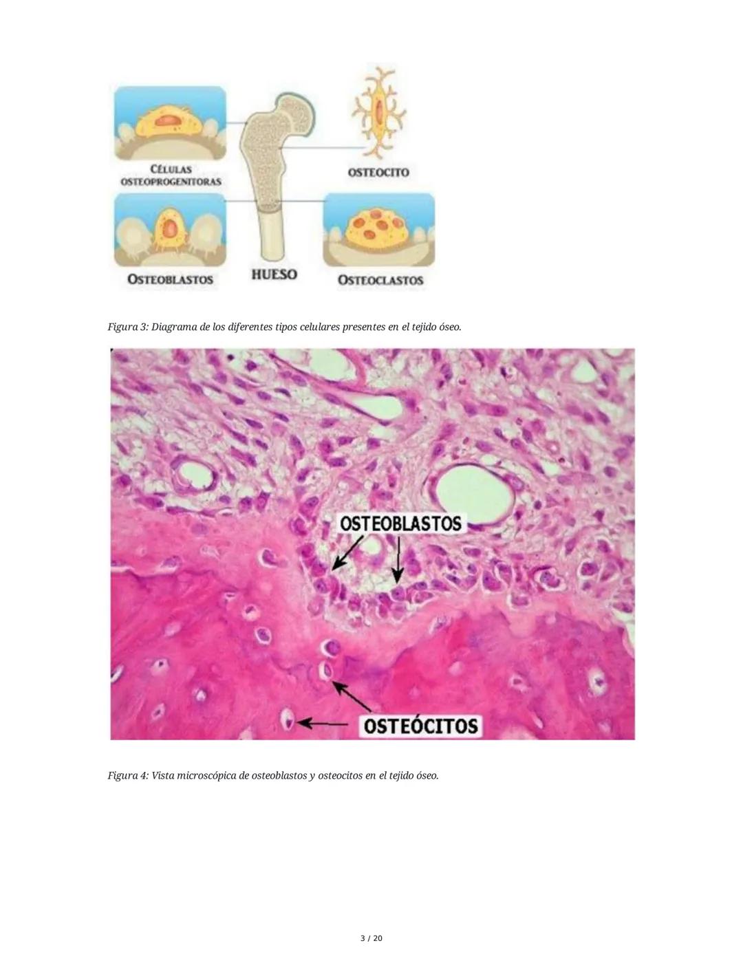 # Sistema Osteoartromuscular (SOAM)

El Sistema Osteoartromuscular (SOAM) está compuesto por la unión de huesos, articulaciones, ligamentos 