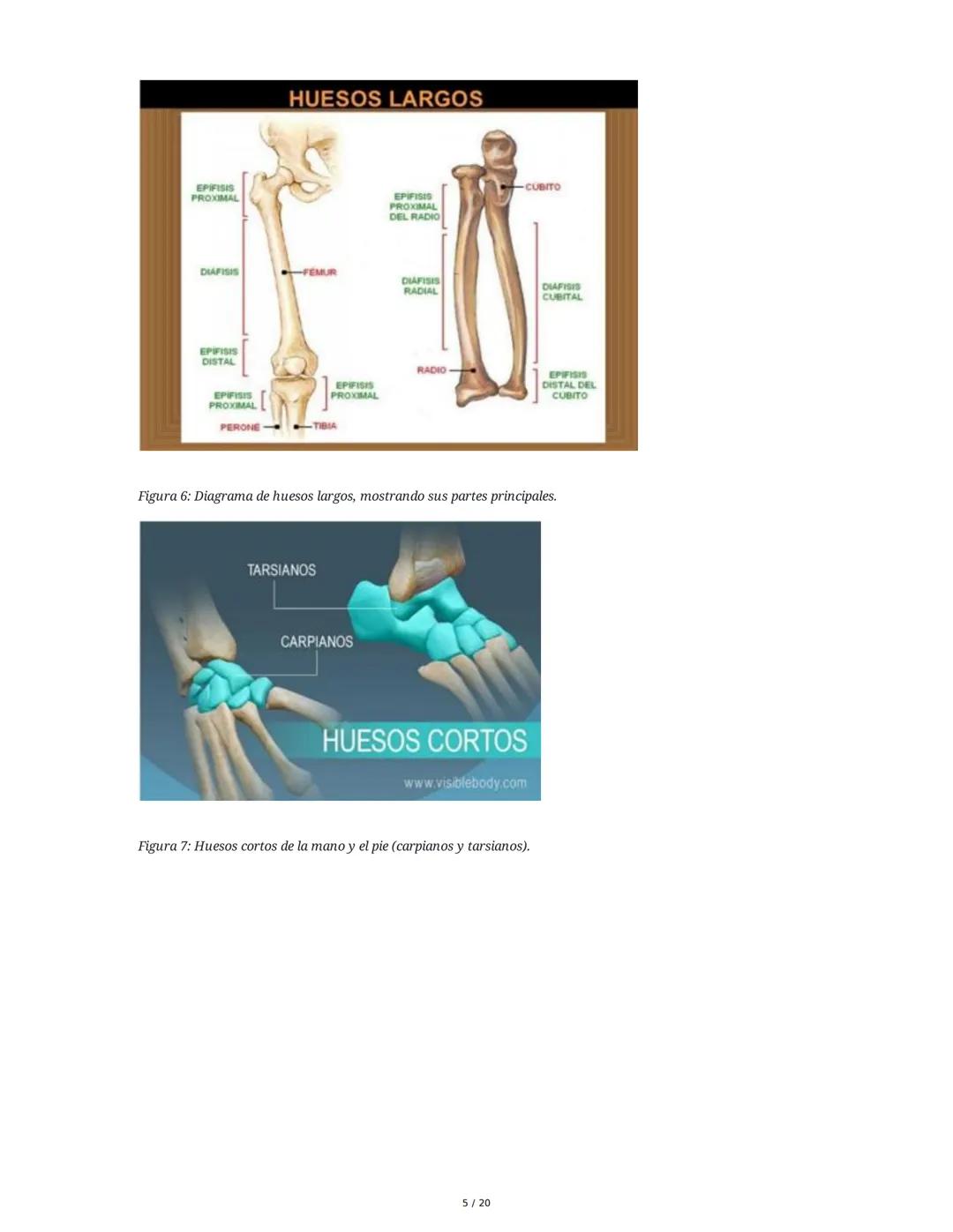 # Sistema Osteoartromuscular (SOAM)

El Sistema Osteoartromuscular (SOAM) está compuesto por la unión de huesos, articulaciones, ligamentos 