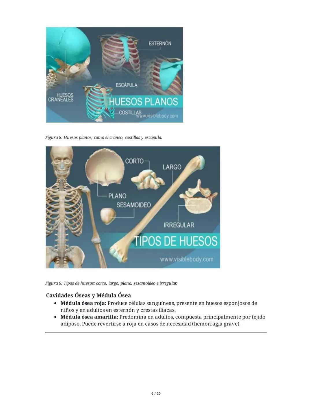 # Sistema Osteoartromuscular (SOAM)

El Sistema Osteoartromuscular (SOAM) está compuesto por la unión de huesos, articulaciones, ligamentos 